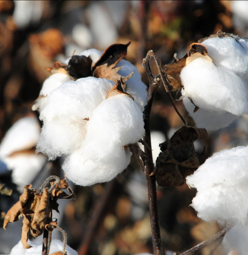 Baumwolle für Tischdecken von LIBUSCH